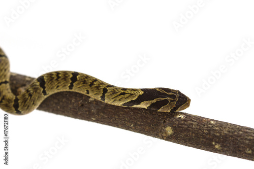 banded kukri snake (Oligodon fasciolatus) photo