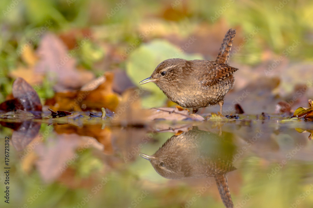 Water Reflection Eurasian wren autumn colored leaves Water Reflection Eurasian wren autumn colored leaves