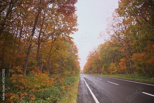 紅葉道路