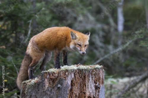 Fototapeta Naklejka Na Ścianę i Meble -  Red fox (Vulpes vulpes) standing on top of a tree stump in Algonquin Park, Canada