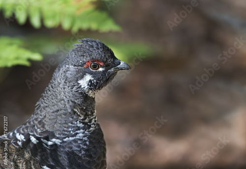 Spruce grouse male (Falcipennis canadensis) closeup in Algonquin Park, Canada