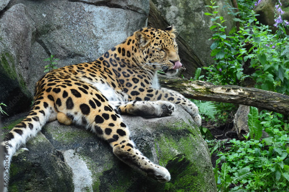 Amur Leopard Amur Leopard