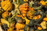 Assorted gourds in the fall