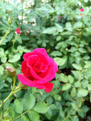 Closeup beautiful Pink  rose in the garden.