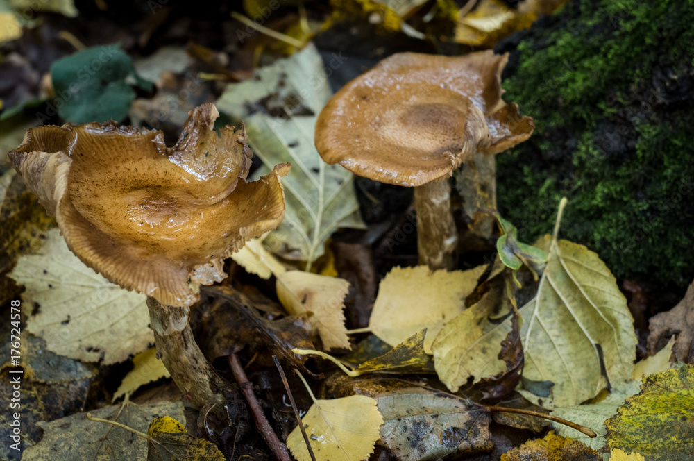 Forest edible mushrooms, moss and leaves, autumn Forest edible mushrooms, moss and leaves, autumn
