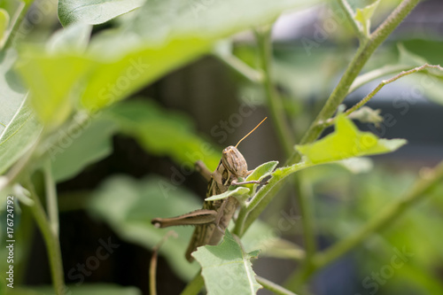 grasshopper close up © Eaknarin
