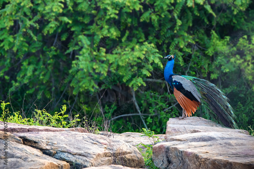 Fototapeta premium Peacock or Pavo cristatus