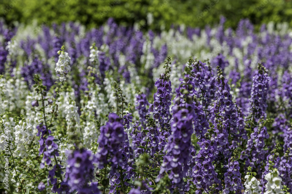 Purple and white flowers mixed on garden bed in sunlight with green bushes on background Purple and white flowers mixed on garden bed in sunlight with green bushes on background