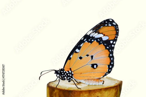 Butterfly   - Stock Image  © blackdiamond67