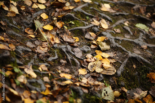 Опавшие листья берёзы