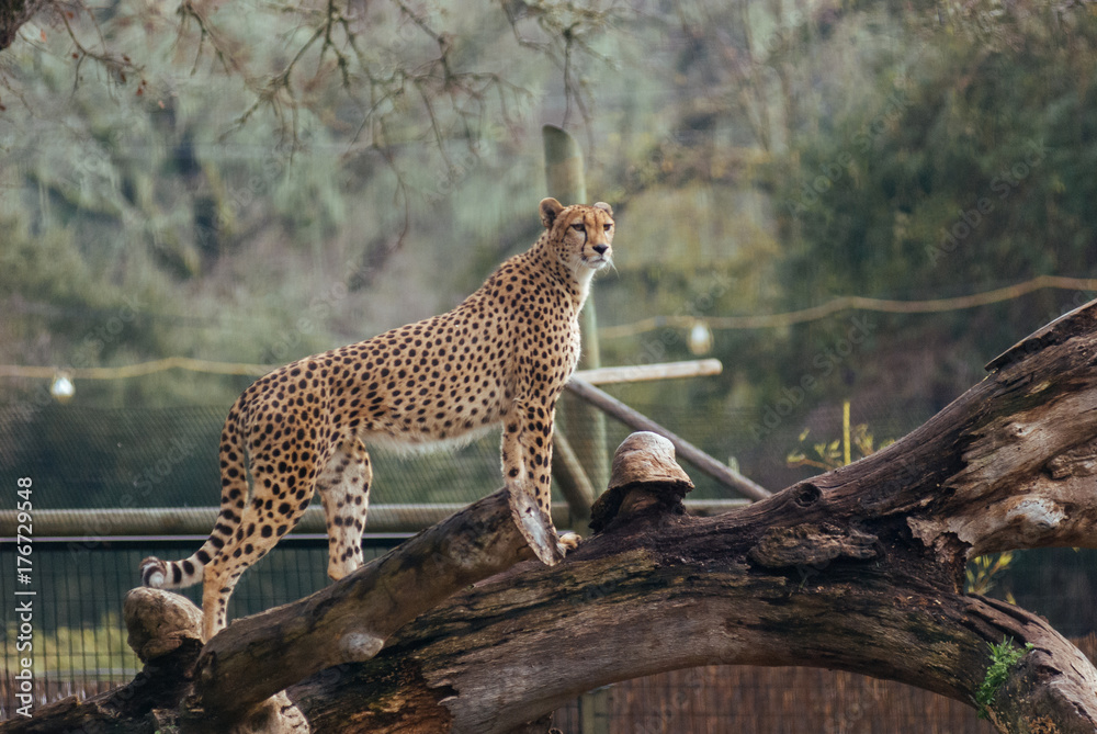 Obraz premium Cheetah