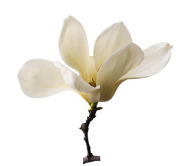 Keuken achterwand Magnolia Romige magnoliabloesem in botanische tuin  © andrey7777777