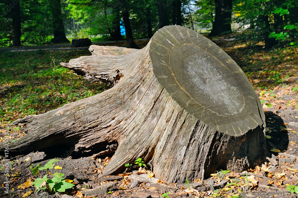 old tree stump in autumn park old tree stump in autumn park