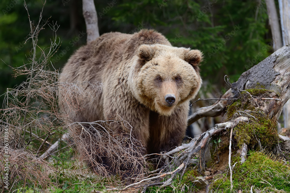 Obraz premium Big brown bear in the forest