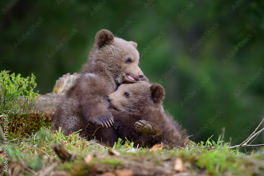 Fototapeta premium Brown bear cub