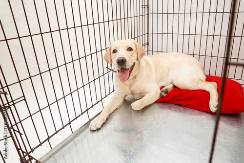 Foto Dog in cage