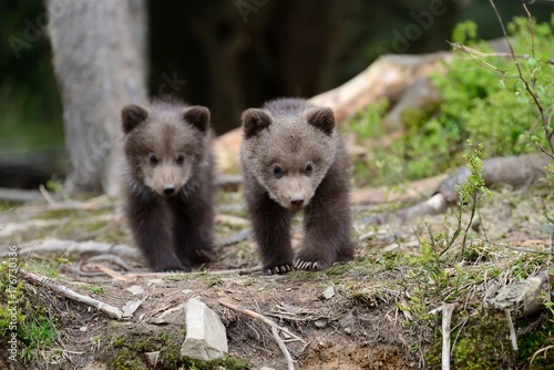 Brown bear cub © byrdyak