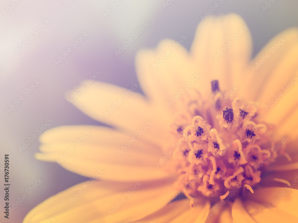 Fototapeta premium Close up image of heart shape pollen of yellow daisy flower in cross process color filter, Soft and selective focus
