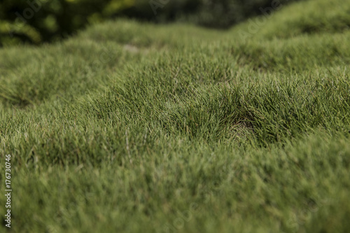 Bumpy green zoysia creeping grass leaves background closeup  photo