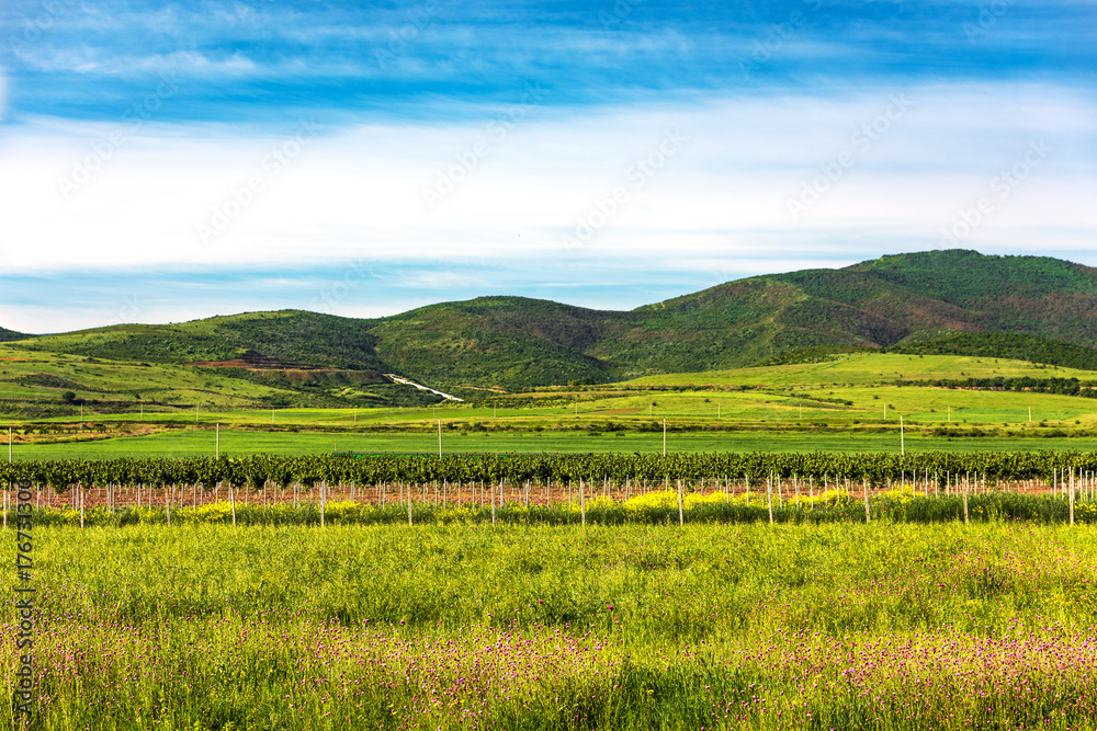 Fototapeta premium Grape plantations