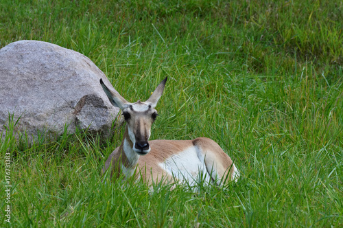 Pronghorn laying in the grass