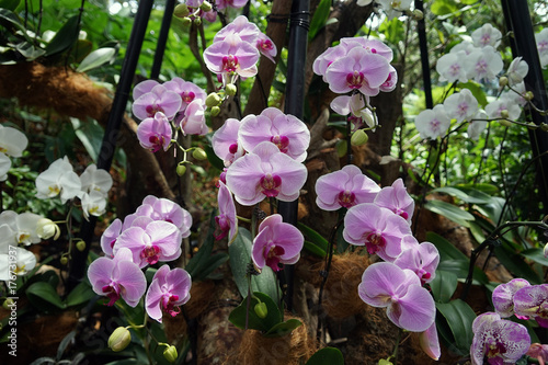 Orchids garden Singapore National Orchid Garden Singapore photo