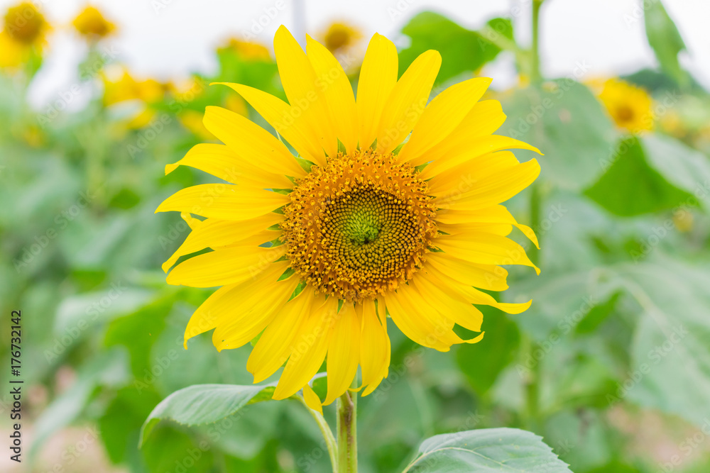 Field of sunflowers in january, sunflower farm Field of sunflowers in january, sunflower farm