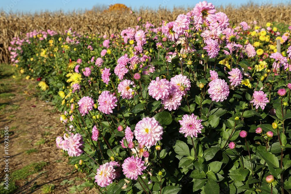 Obraz premium Garden / Dahlia - a very beautiful autumn colors