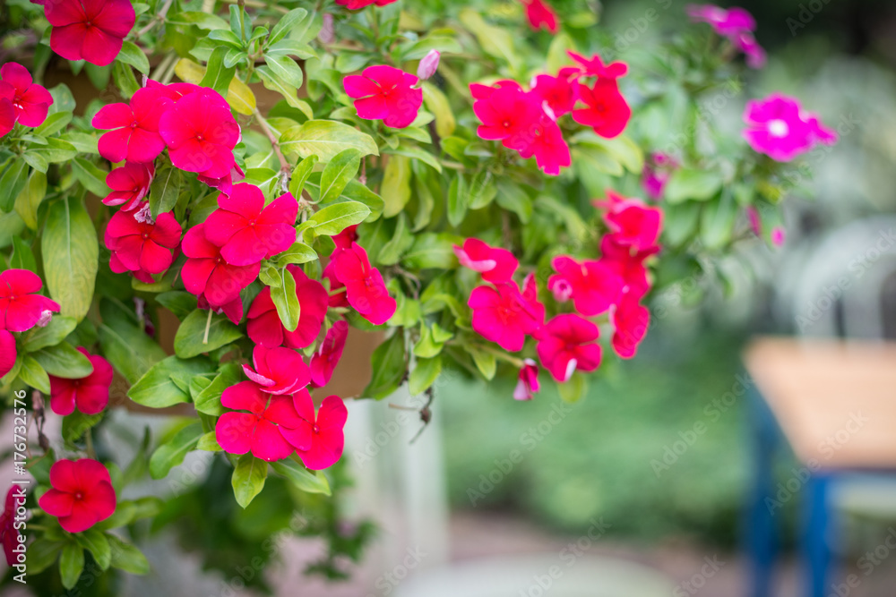 Catharanthus Roseus Flower or Rosy Periwinkle in the garden Catharanthus Roseus Flower or Rosy Periwinkle in the garden