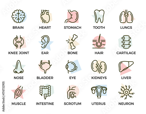 Set of vector anatomy and organs colored line icons with titles. Neuron, penis, uterus, intestine, muscle, nose, bladder, eye, liver, kidney, heart, brain, stomach, tooth, lung, joint, ear, bone, hair