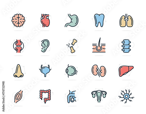 Set of vector anatomy and organs colored line icons. Neuron, penis, uterus, intestine, muscle, nose, bladder, eye, liver, kidney, heart, brain, stomach, tooth, lung, joint, ear, bone, hair, backbone photo