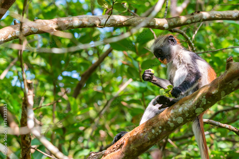 Baby Zanzibar red colobus or Procolobus kirkii Baby Zanzibar red colobus or Procolobus kirkii