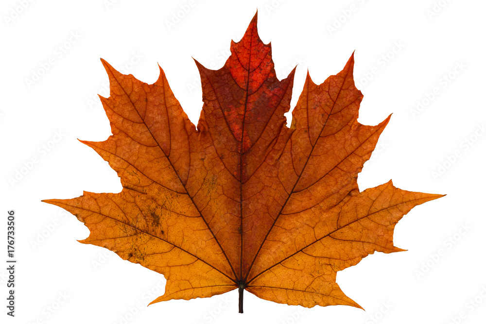 orange dry fallen maple leaf on white background orange dry fallen maple leaf on white background
