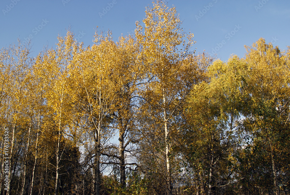 landscape of autumn forest with orange trees and foliage and trail. landscape of autumn forest with orange trees and foliage and trail.