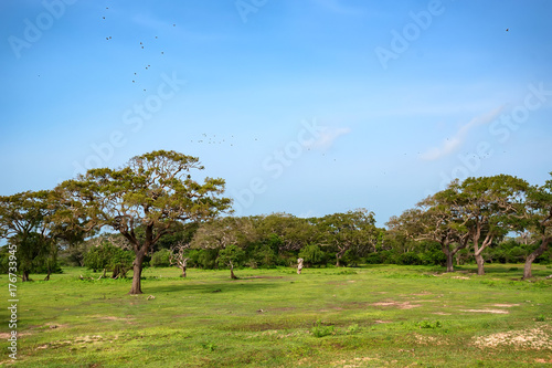 Landscape of Yala National Park, Sri Lanka