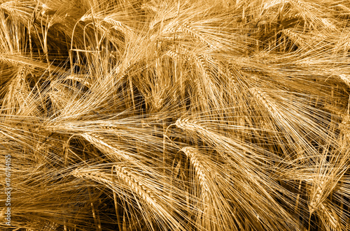Beautiful Barley Field in period harvest.