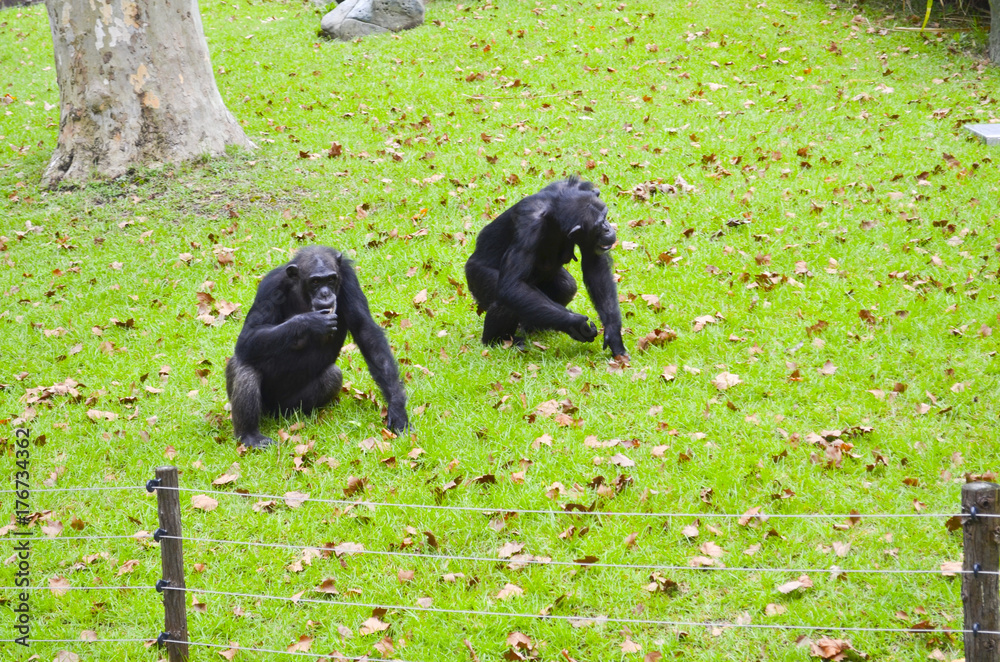 Fototapeta premium Chimpanzees to Shanghai zoo