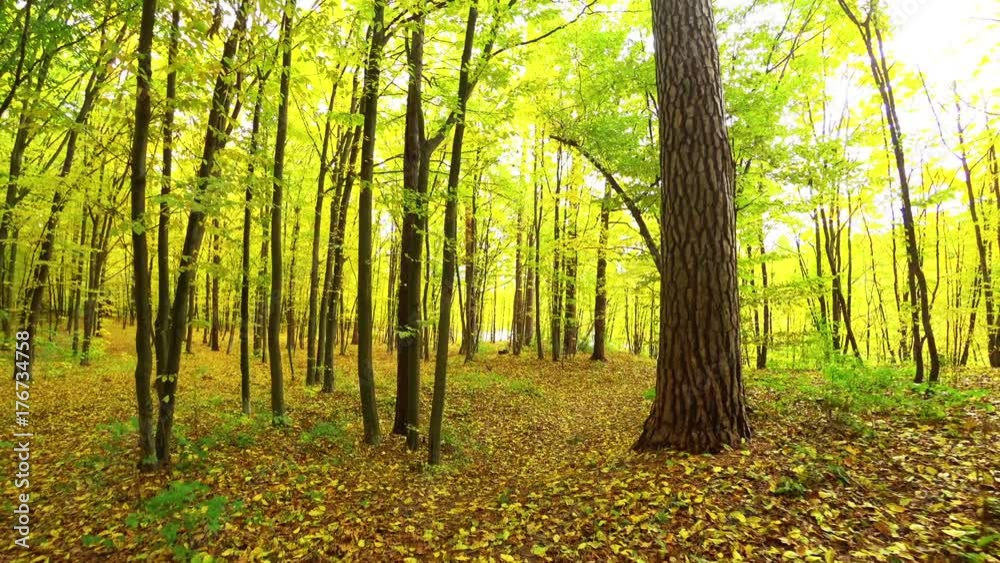 autumn walk in the forest autumn walk in the forest