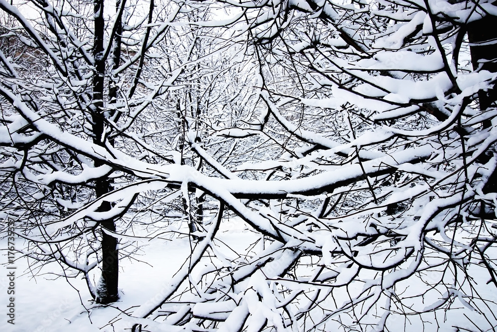 Obraz premium winter tree bare under snow