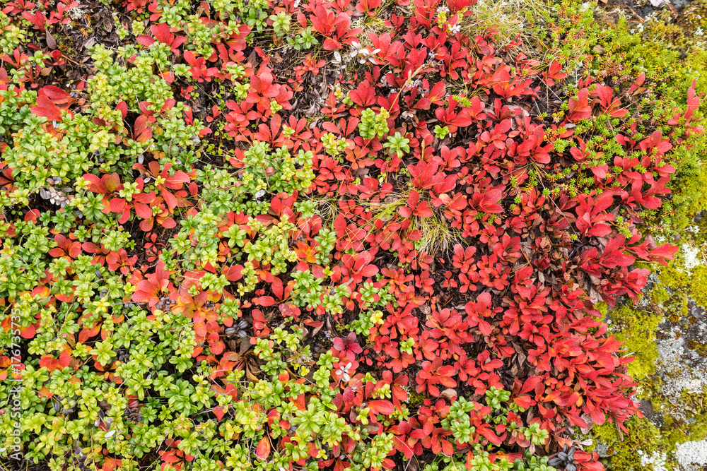 Bearberry in autumn. Fall colors - ruska time in Lapland. Finland, Nordic countries in Europe