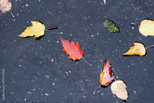 Nice autumn leaves on wet asphalt, bright natural colours of fallen maple leafage. Beautiful pattern with random scattered green, orange, yellow and red sheets