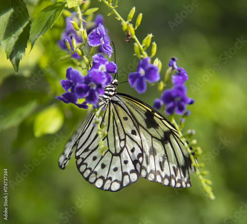 Butterfly on flower photo