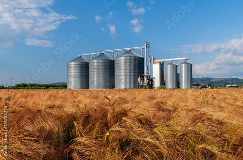 Farm, barley field with grain silos for agriculture