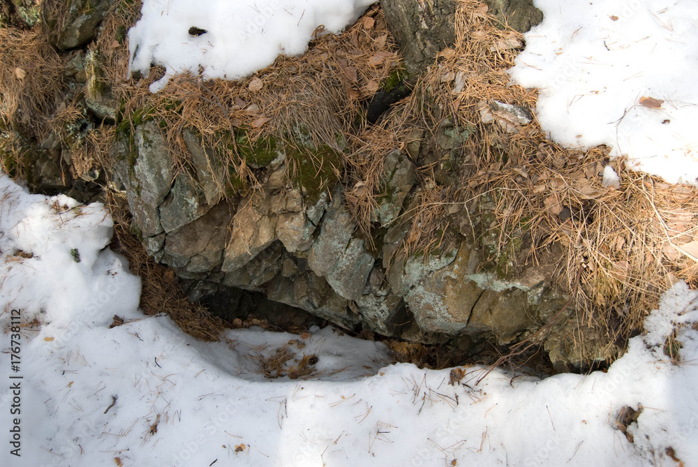Roots of a pine at a slope of a mountain, winter, the Urals, Russia