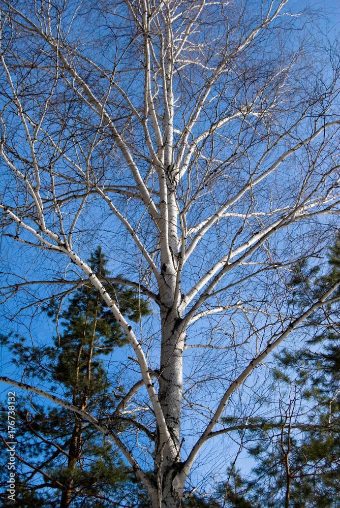 Bare Birch at a winter blue sky in a mixed forest