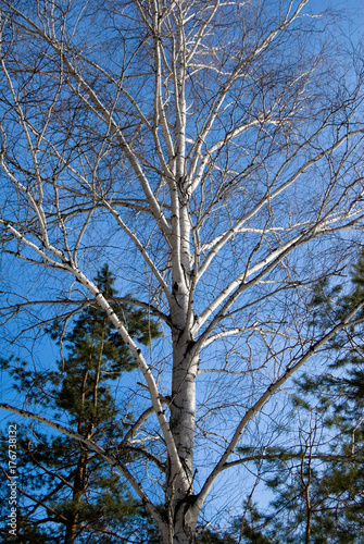 Bare Birch at a winter blue sky in a mixed forest