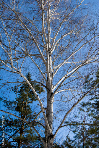 Obraz na płótnie Bare Birch at a winter blue sky in a mixed forest w salonie