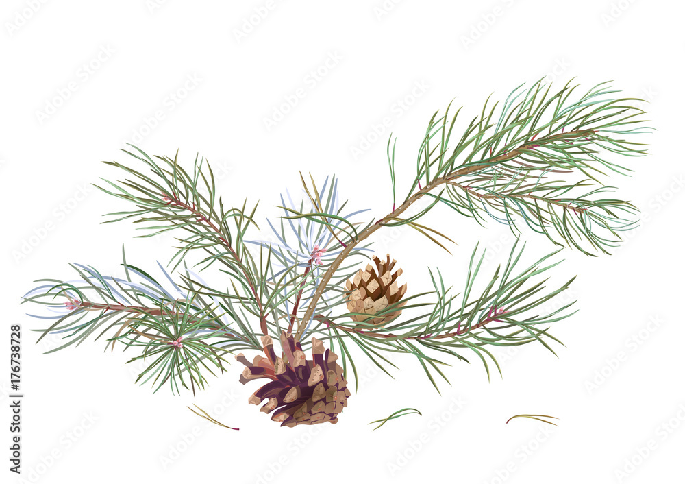 dress up experience silhouette Bouquet of pine branches and cones, needles on white background, hand  digital draw, watercolor style, decorative botanical illustration for  design, Christmas tree, vector Stock Vector | Adobe Stock