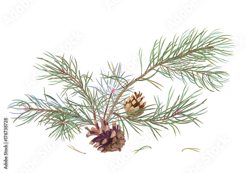 Bouquet of pine branches and cones, needles on white background, hand digital draw, watercolor style, decorative botanical illustration for design, Christmas tree, vector