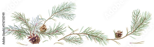 Horizontal border with pine branches and cones, needles on white background, hand digital draw, watercolor style, decorative botanical illustration for design, Christmas tree, vector
